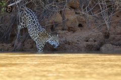 Yes, testing the waters