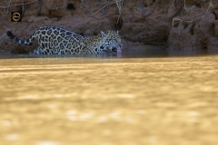 Aha, might as well drink some