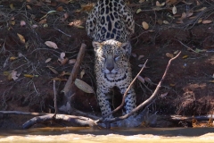 Oh, spotted a caiman, need to jump in the river