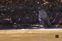 Now, let me leap towards the caiman