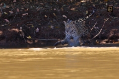 Jumping over twigs, no problem!