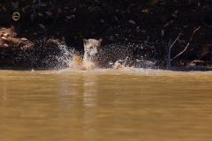 Oh, where did the caiman vanish?