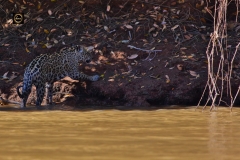 Ok, let me retreat back over the river bank. Will try again