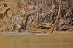 Oh, spotted a caiman, need to jump in the river