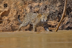 Oh, where did the caiman vanish?