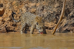 Never mind, will drink some water anyway