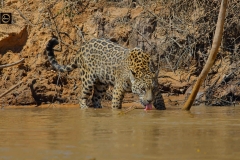 Really thirsty. Let me have my fill