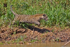 There it is, caiman!