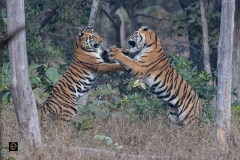 Mock fight