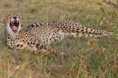 Yawning - Cheetah
