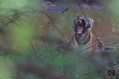 Yawning - Tigress