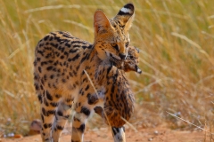 Motherly Love - Serval Cat