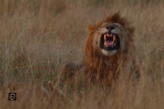 Yawning - African Lion