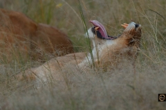 Yawning - African Lion