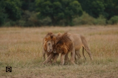 Nuzzling (Bromance!) African Lions