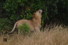 Smelling the scent - African Lion