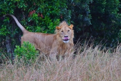 Scent Marking - African Lion