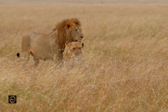 Courting - African Lion