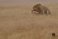 Mating - African Lion