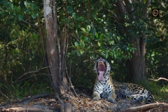 Yawning - Jaguar