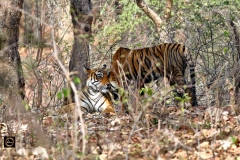 Nuzzling - Tigress