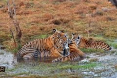 Nuzzling - Tigress