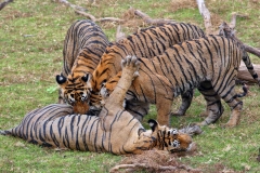 Suckling - Tigress and subadult Cubs