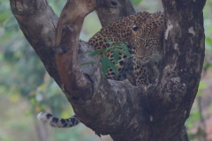 Tree Climbing - Indian Leopard