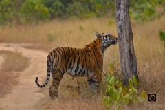 Smelling the scent - Tiger