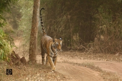 Scent Marking - Tiger
