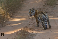 Snarling - Tiger Cub