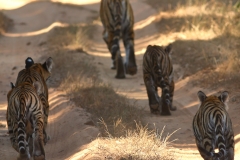 Procession - Tigers