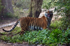 Flehmen Response - Tiger