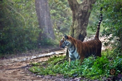 Scent Marking - Tiger