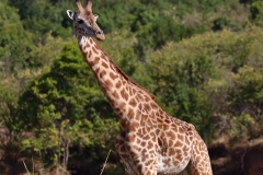 A Giraffe
