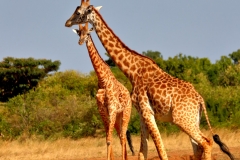 A pair of Giraffe