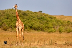 A Giraffe