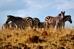 Which way to proceed?