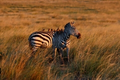 A pair of Zebra