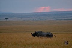 Black Rhino at Dawn