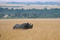 Black Rhino emerging out of tall grasss