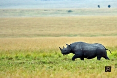 Black Rhino