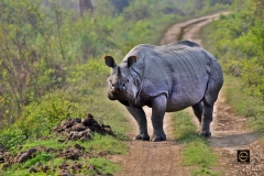 A One Horned Rhino