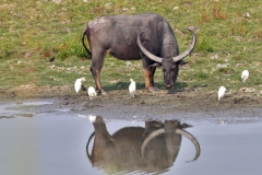 A Wild Buffalo
