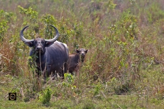 A Wild Buffalo and a Calf