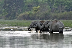 A Pair of Asian Elephants