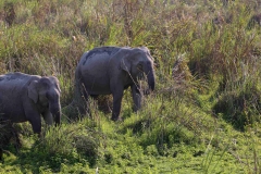 A Pair of Asian Elephants emerging from tall grass