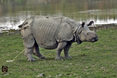 Don't look, we all need to pee!