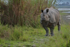 Grass is taller than One Horned Rhino
