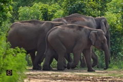 A herd of Asian Elephants in a procession